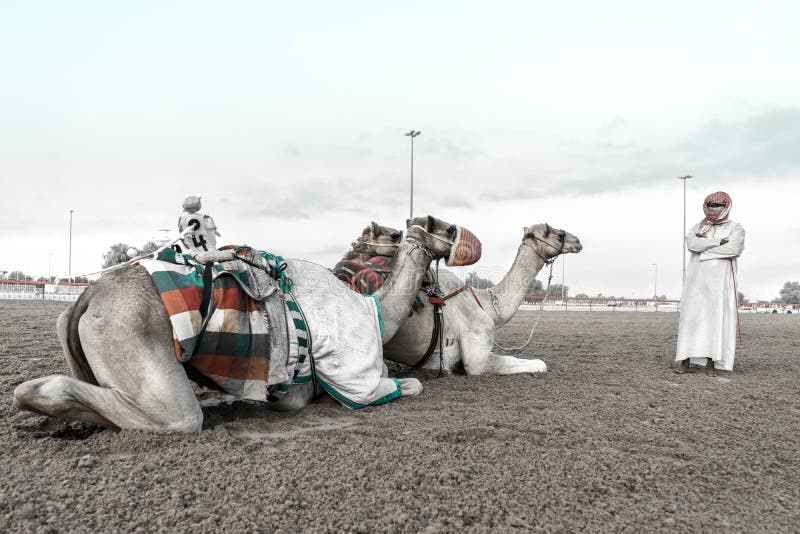 Camels Rest After Training Under The Supervision Of Their Rider Camel Races Are A Popular Sport