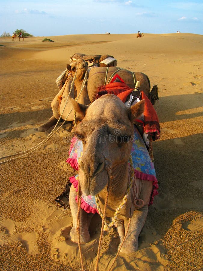 Camels at Sunset in Thar Desert, Near Jaisalmer Stock Image - Image of mammal, camel: 21456783 Camels at Sunset in Thar Desert, Near Jaisalmer Stock Image - Image of mammal, camel: 21456783