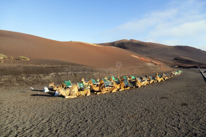 Camels at Timanfaya national park