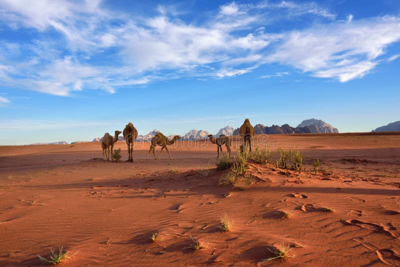 Camels in Wadi Rum desert royalty free stock image Camels in Wadi Rum desert royalty free stock image