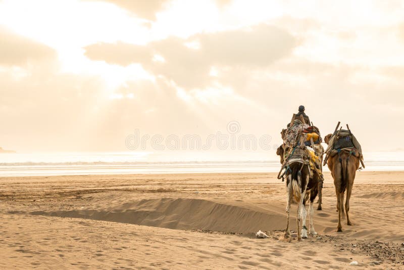 Camels walking at the beach of Essaouira, Morroco in sunset royalty free stock photography Camels walking at the beach of Essaouira, Morroco in sunset royalty free stock photography