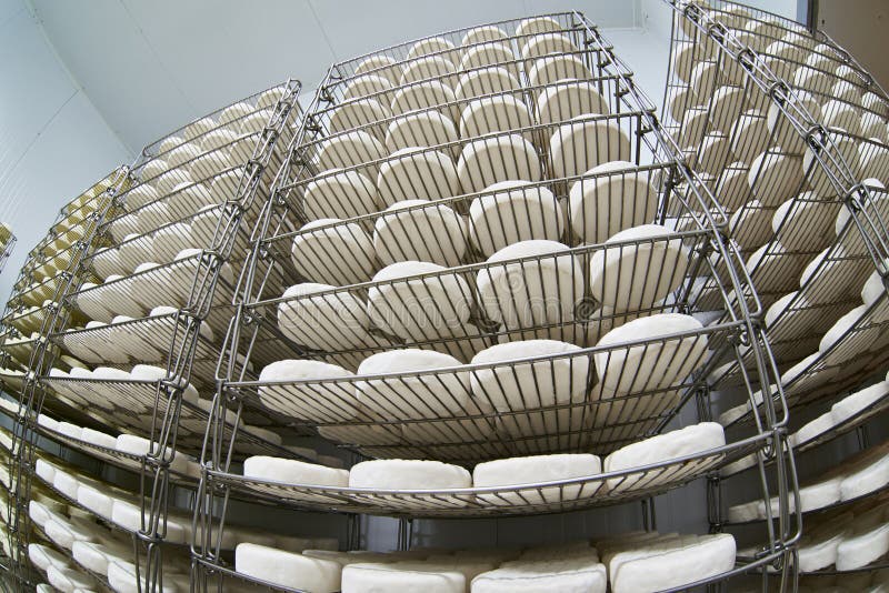 Camembert de maturation de fromage à pâte molle photos libres de droits