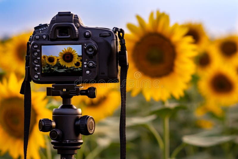 Camera Capturing Sunflowers Field Stock Photo Image of blooming