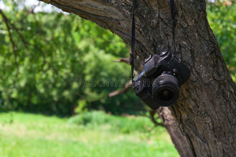 Camera in nature stock image. Image of flower, nature 95227803