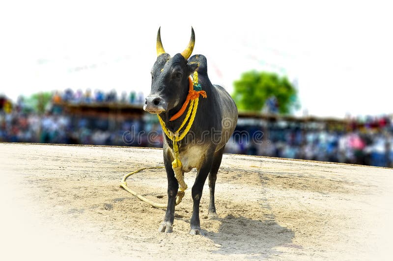 Featured image of post Jallikattu Images Hd Png - Here you can explore hq jallikattu transparent illustrations, icons and clipart with filter setting like size, type, color etc.