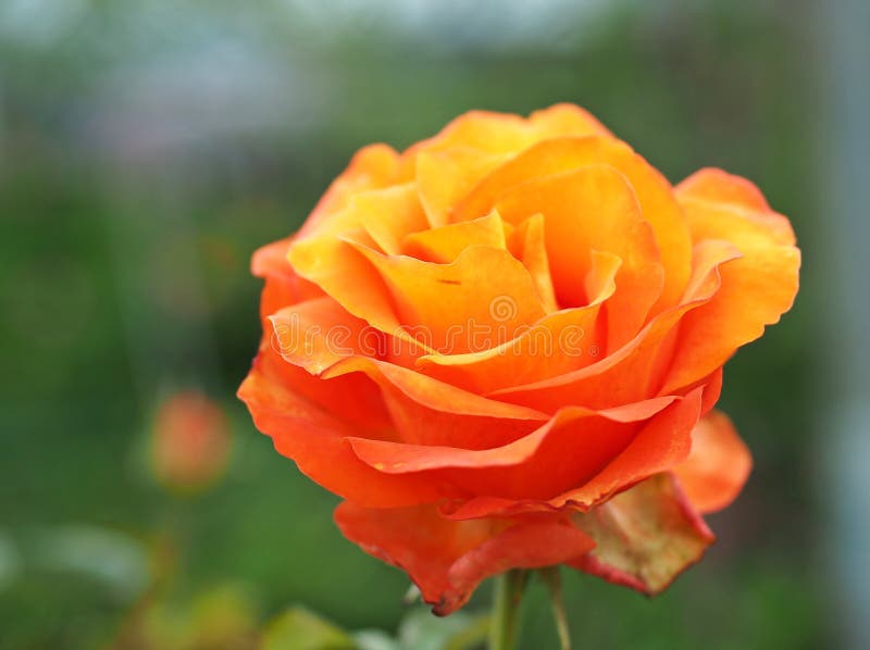 Cameron Highland Rose stock image. Image of highland 219944811