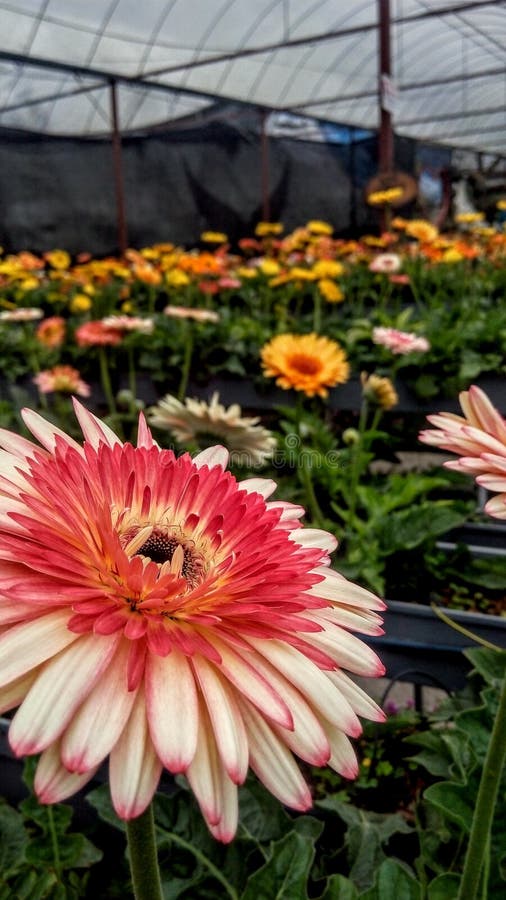 1,949 Cameron Flower Highland Stock Photos Free & RoyaltyFree Stock Photos from Dreamstime