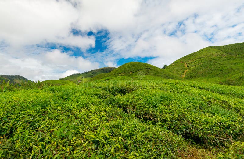 Cameron Highlands royalty-vrije stock fotografie Cameron Highlands royalty-vrije stock fotografie
