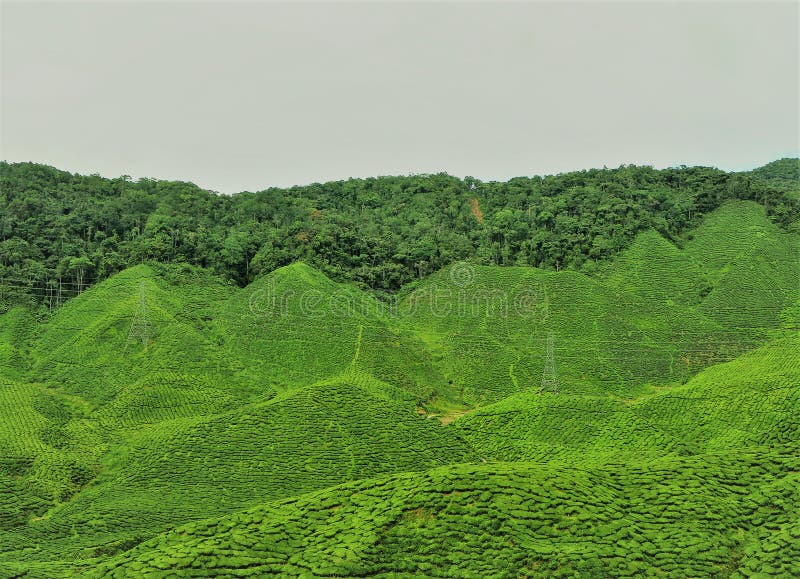 Cameron Hilanglands at Pahang Malaysia royalty free stock images Cameron Hilanglands at Pahang Malaysia royalty free stock images