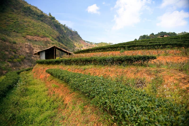 Cameron Highlands royaltyfria bilder Cameron Highlands royaltyfria bilder