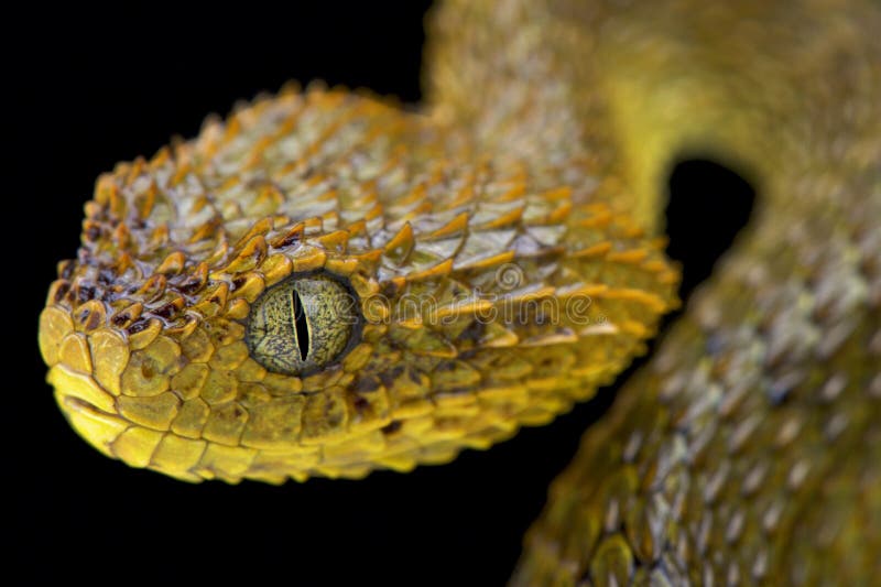 Yellow Reptile Atheris Squamigera - Paint By Numbers - Painting By Numbers