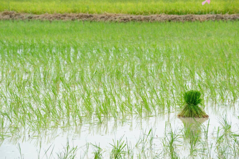 Camina el campo del arroz de Tailandia. fotografía de archivo Camina el campo del arroz de Tailandia. fotografía de archivo