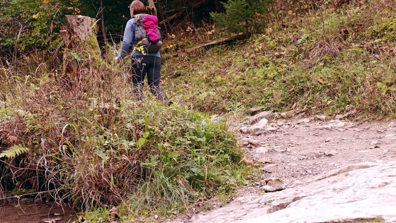 Caminata de bosque de otoño en solitario explorando serene almacen de metraje de vídeo