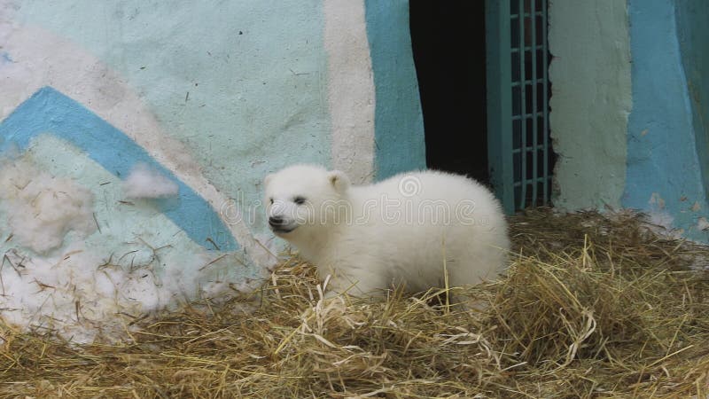 Caminhada da família do urso polar no jardim zoológico em um inverno