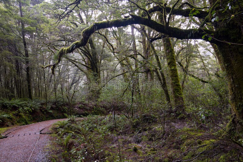 Caminhada da floresta úmida, associações azuis imagens de stock Caminhada da floresta úmida, associações azuis imagens de stock
