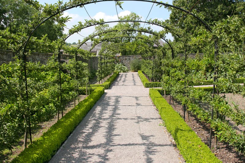 Cherry tree pathway in early summer with the fruit trees trained to grow over the arc shaped frame and along the sides. Cherry tree pathway in early summer with the fruit trees trained to grow over the arc shaped frame and along the sides.