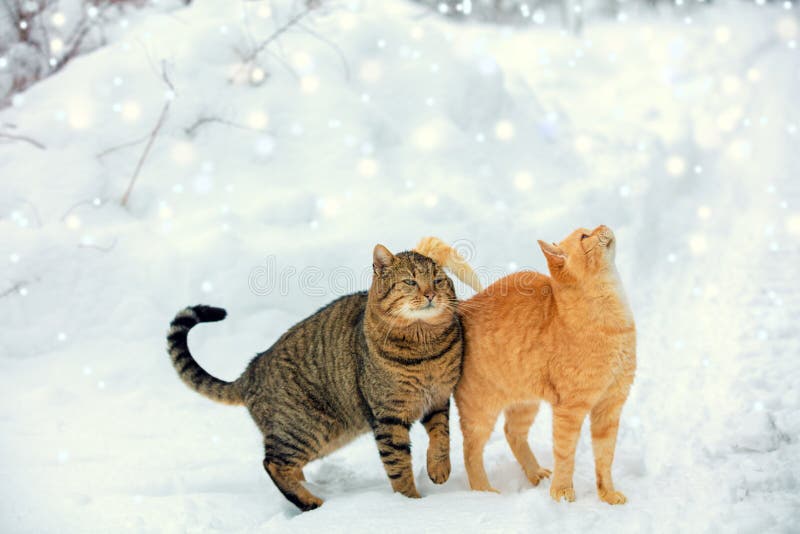 Caminhada de dois gatos na neve durante uma queda de neve imagens de stock Caminhada de dois gatos na neve durante uma queda de neve imagens de stock