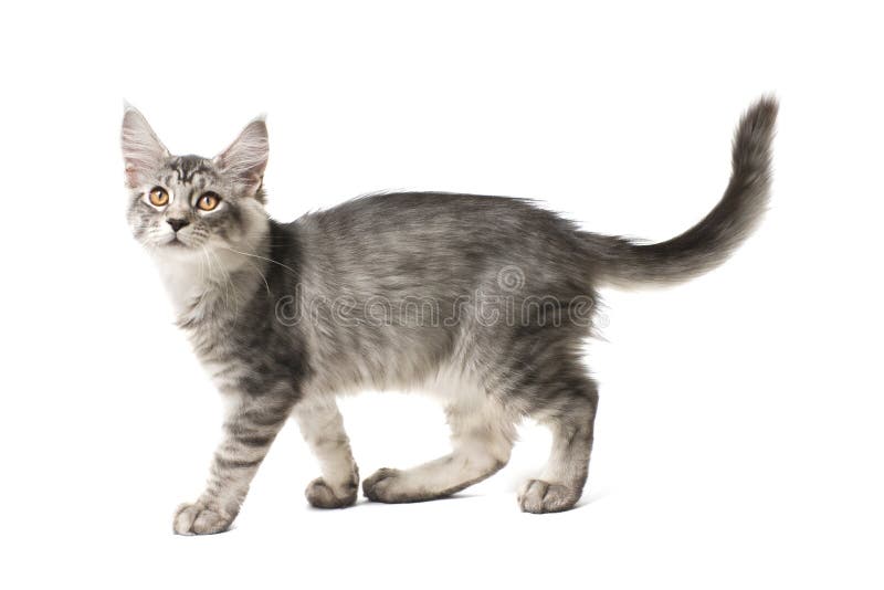 Jogos Macios Pequenos De Maine Coon Do Gatinho Foto de Stock - Imagem de  gato, cabelo: 85355236