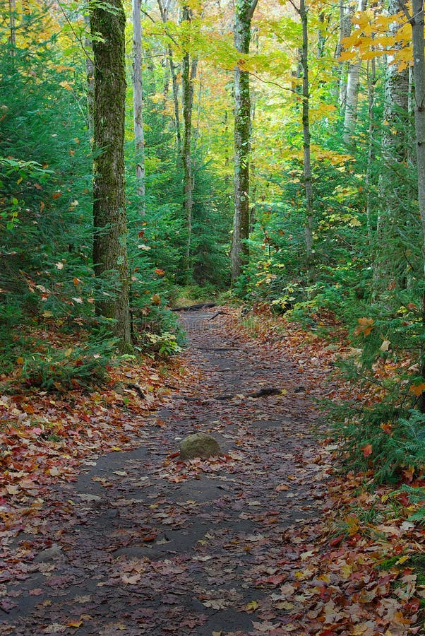 Trilho Pedestre na Floresta fotografia de stock royalty free