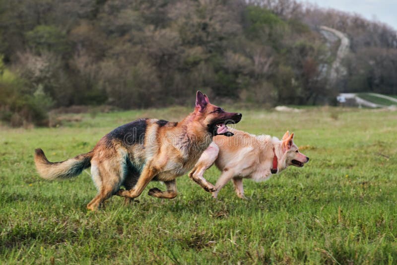 O cachorro joga futebol com o anfitrião, pastor alemão brincando