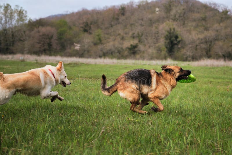 O cachorro joga futebol com o anfitrião, pastor alemão brincando