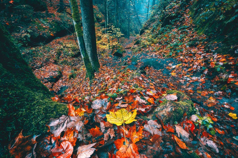 Caminho caminhado pela bela floresta misteriosa do outono, no vale, com árvores, folhas de laranja dourada pela manhã foto de stock Caminho caminhado pela bela floresta misteriosa do outono, no vale, com árvores, folhas de laranja dourada pela manhã foto de stock