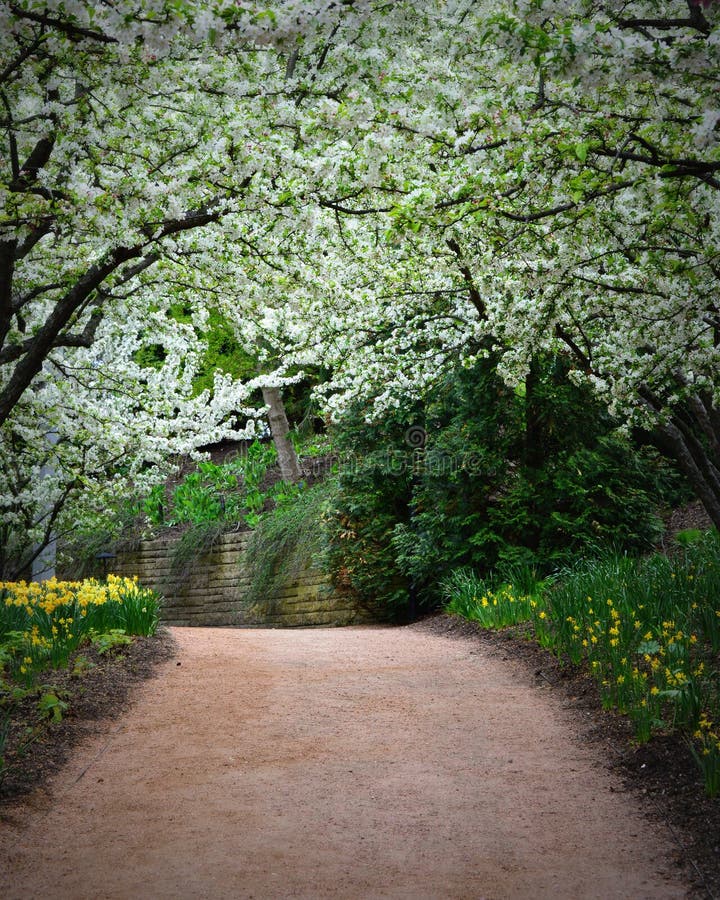 A beautiful pathway with an apple blossom canopy and lined with yellow daffodils, in May, at the Chicago Botanical Gardens. A beautiful pathway with an apple blossom canopy and lined with yellow daffodils, in May, at the Chicago Botanical Gardens.