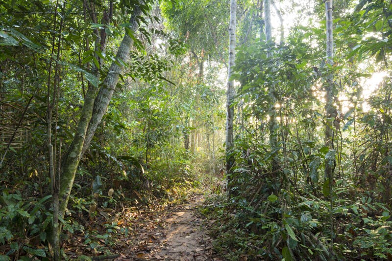 Sunlight filters through trees of jungle canopy on pathway in Amazon rainforest. Sunlight filters through trees of jungle canopy on pathway in Amazon rainforest