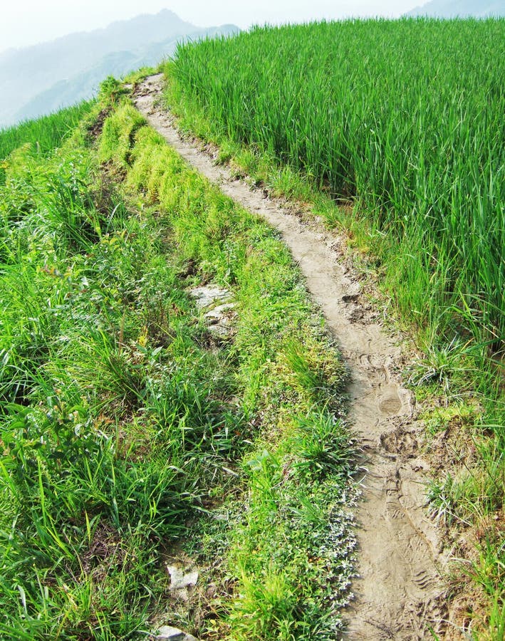 Muddy pathway in Terraced field, GuiLin City, GuangXi, China. Muddy pathway in Terraced field, GuiLin City, GuangXi, China