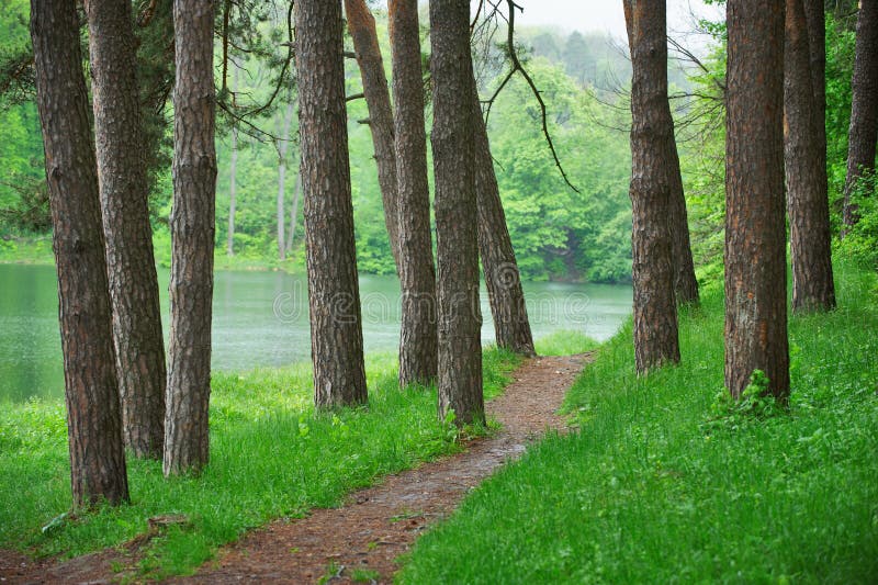 Caminho na floresta verde perto do lago, natureza cênico fotos de stock Caminho na floresta verde perto do lago, natureza cênico fotos de stock