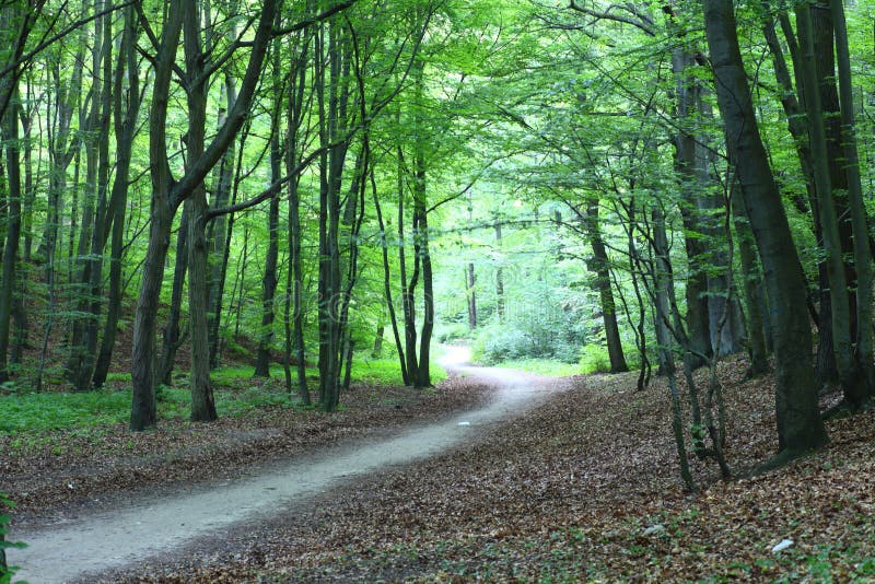 Caminho na natureza verde da floresta cénico