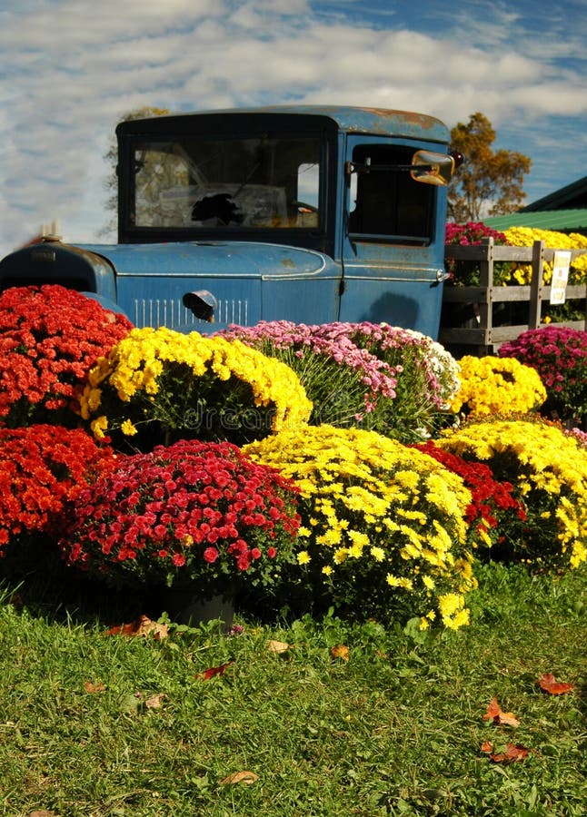 Fall display of colorful mums around an old, antique truck. Fall display of colorful mums around an old, antique truck.
