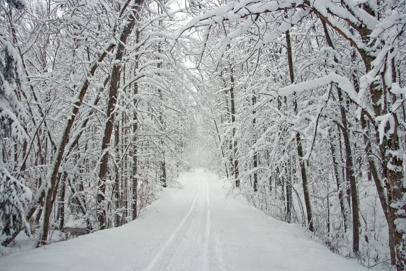 Camino alineado árbol del invierno con nieve