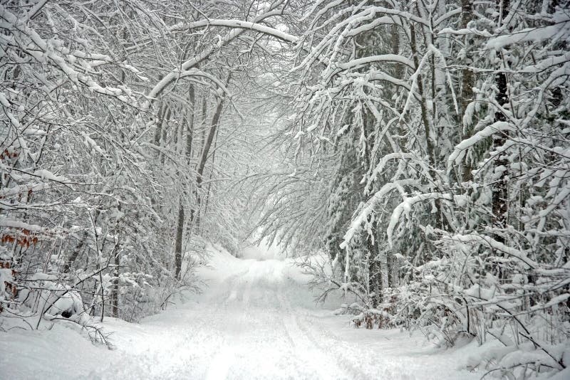 Camino alineado árbol escénico del invierno
