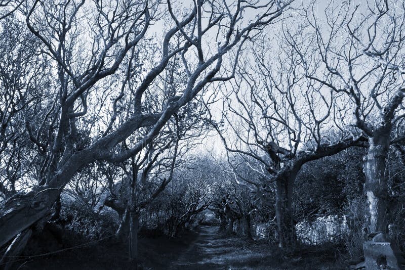 Camino alineado árbol espeluznante fotografía de archivo libre de regalías Camino alineado árbol espeluznante fotografía de archivo libre de regalías