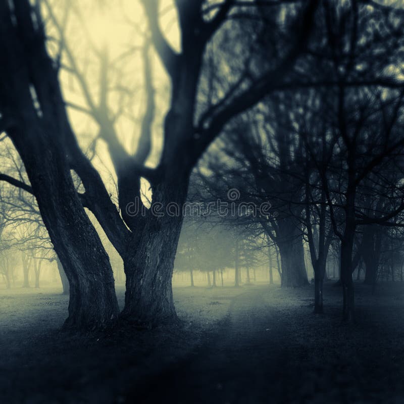 Foggy darkened path leading through the bare trees of a park. Foggy darkened path leading through the bare trees of a park.