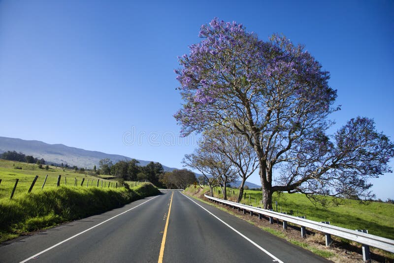 Camino con el árbol del Jacaranda en Maui, Hawaii