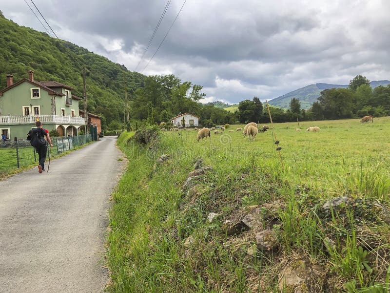 Camino con un viajero cerca del pasto verde pintoresco con las ovejas, colinas verdes Campo, paisaje natural del verano adentro imágenes de archivo libres de regalías Camino con un viajero cerca del pasto verde pintoresco con las ovejas, colinas verdes Campo, paisaje natural del verano adentro imágenes de archivo libres de regalías
