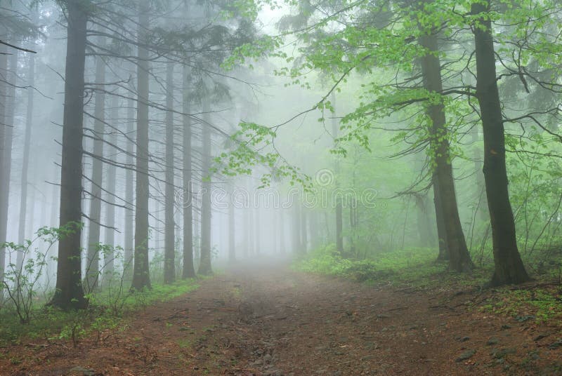 Camino de bosque de niebla foto de archivo libre de regalías Camino de bosque de niebla foto de archivo libre de regalías