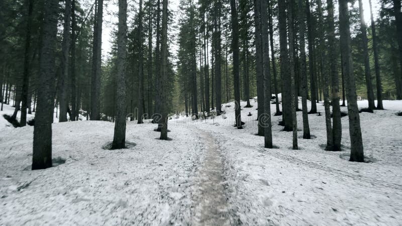 Camino de nieve en bosque silvestre en el clima de primavera. carretera natural entre árboles de coníferas.