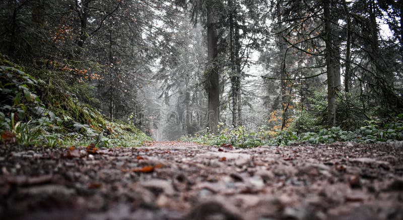 Camino de senderismo en el bosque de otoño fotografía de archivo libre de regalías Camino de senderismo en el bosque de otoño fotografía de archivo libre de regalías