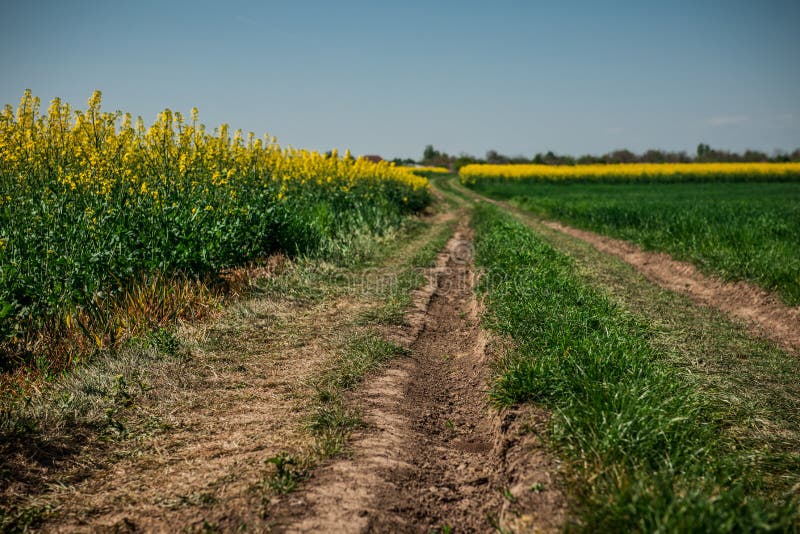 Camino de tierra en el campo de flor amarillo con el sol, paisaje hermoso de la primavera, día soleado brillante, rabina fotografía de archivo Camino de tierra en el campo de flor amarillo con el sol, paisaje hermoso de la primavera, día soleado brillante, rabina fotografía de archivo