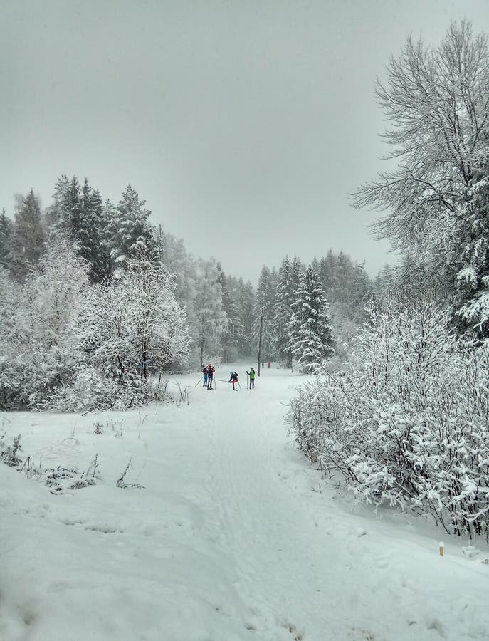 Camino del invierno en el bosque conífero nevoso para el papel pintado del fondo de los esquiadores fotografía de archivo libre de regalías Camino del invierno en el bosque conífero nevoso para el papel pintado del fondo de los esquiadores fotografía de archivo libre de regalías