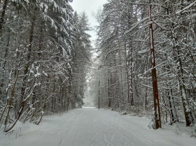 Camino del invierno en el bosque conífero nevoso para el papel pintado del fondo de los esquiadores fotos de archivo libres de regalías Camino del invierno en el bosque conífero nevoso para el papel pintado del fondo de los esquiadores fotos de archivo libres de regalías