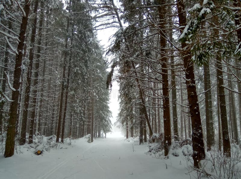 Camino del invierno en el bosque conífero nevoso para el papel pintado del fondo de los esquiadores imagen de archivo libre de regalías Camino del invierno en el bosque conífero nevoso para el papel pintado del fondo de los esquiadores imagen de archivo libre de regalías