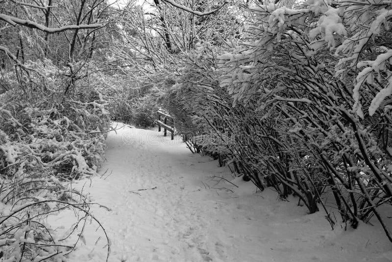 Camino en invierno fotografía de archivo libre de regalías Camino en invierno fotografía de archivo libre de regalías