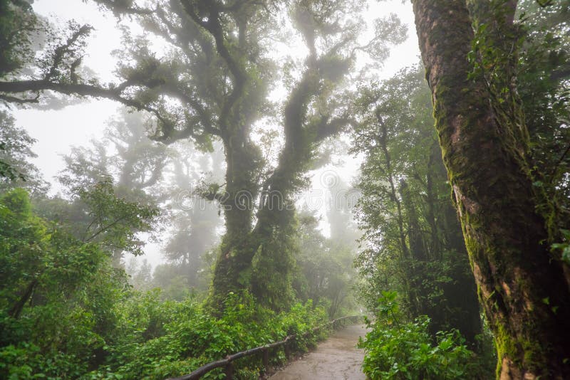 Camino escénico del sendero Doi Inthanon de Ang Ka fotografía de archivo