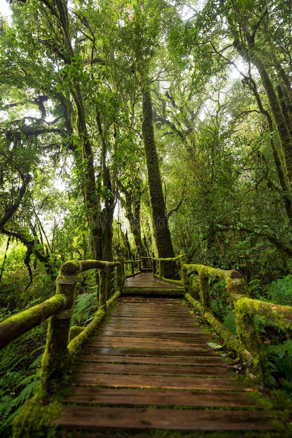 Camino escénico del sendero Doi Inthanon de Ang Ka fotografía de archivo