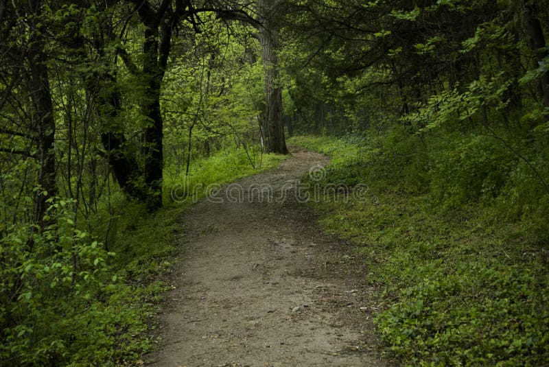 Magical green road winding though freshly green forest in spring. Magical green road winding though freshly green forest in spring.