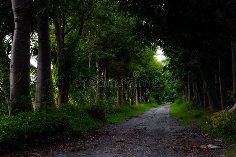 Camino oscuro arroja el bosque con luz brillante al final del camino en Tailandia imagen de archivo Camino oscuro arroja el bosque con luz brillante al final del camino en Tailandia imagen de archivo
